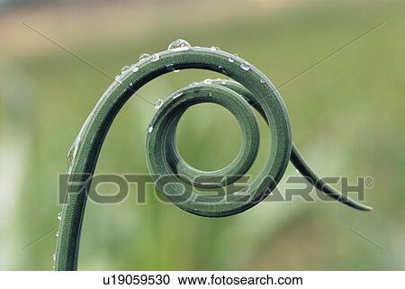 Tip of New Vine Growth View Large Photo Image Stock Image - Tip of New Vine Growth. Fotosearch