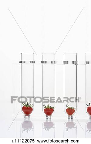 Stock Photography - Tomatoes in test tubes. Fotosearch