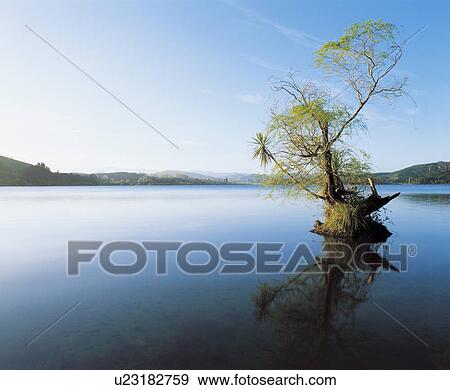 Stock Photo - Tree reflecting on still water of lake. Fotosearch