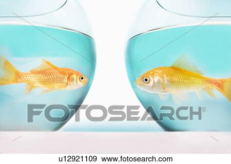two goldfish facing each other in separate fish bowls studio shot View Large Photo Image Stock Photo - two goldfish facing each other in separate fish bowls studio shot. Fotosearch