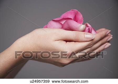 Woman cupping hands full of pink rose petals close-up on hands View Large Photo Image Stock Photo - Woman cupping hands full of pink rose petals close-up on hands. Fotosearch