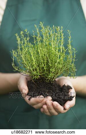 Woman Holding Potted Plant View Large Photo Image Stock Image - Woman Holding Potted Plant. Fotosearch