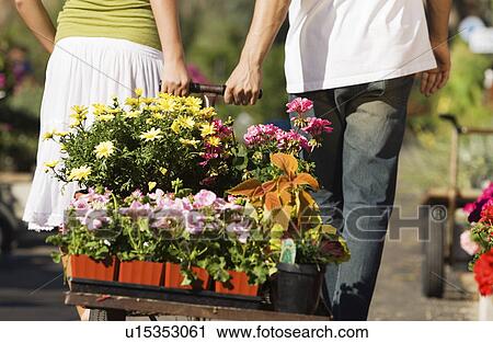 Young couple pulling cart with potted flowers in garden centre rear view (low section) View Large Photo Image Stock Image - Young couple pulling cart with potted flowers in garden centre rear view (low section). Fotosearch