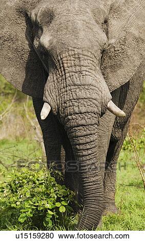 Adult African elephant close-up View Large Photo Image Stock Image - Adult African elephant close-up. Fotosearch