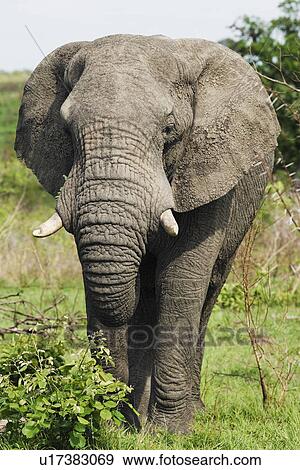 Adult African elephant close-up View Large Photo Image Stock Photo - Adult African elephant close-up. Fotosearch