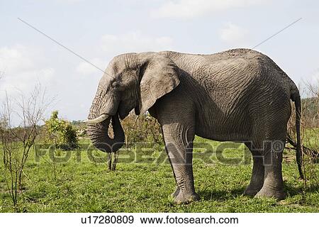 Stock Photo - Adult African elephant side view. Fotosearch