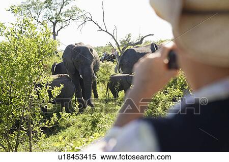 Adult man taking photograph of group of elephants back view View Large Photo Image Stock Photography - Adult man taking photograph of group of elephants back view. Fotosearch