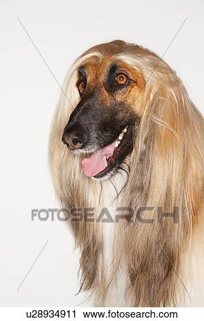 Afghan hound close-up View Large Photo Image Stock Image - Afghan hound close-up. Fotosearch