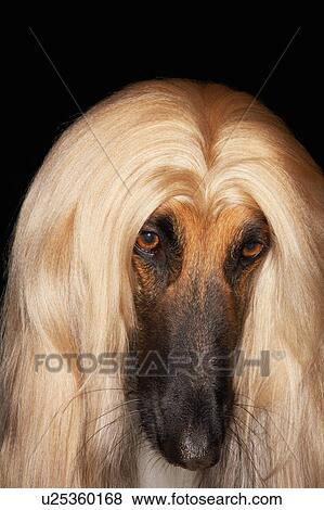 Afghan hound close-up View Large Photo Image Stock Photo - Afghan hound close-up. Fotosearch