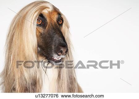 Afghan hound close-up View Large Photo Image Stock Photograph - Afghan hound close-up. Fotosearch