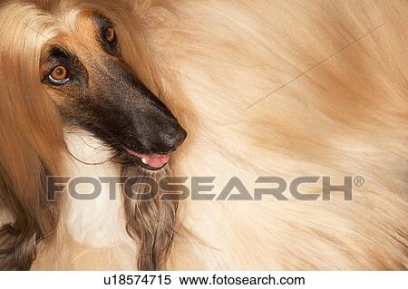 Afghan hound close-up View Large Photo Image Stock Photography - Afghan hound close-up. Fotosearch