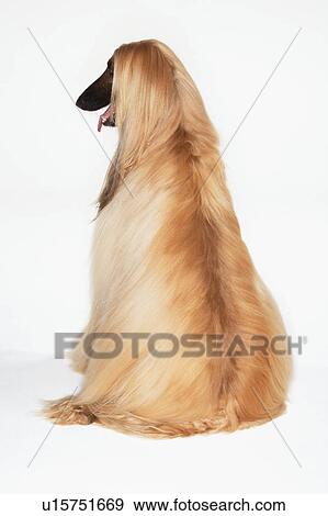 Afghan hound sitting back view View Large Photo Image Stock Photo - Afghan hound sitting back view. Fotosearch