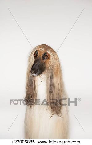 Afghan hound sitting front view View Large Photo Image Stock Photography - Afghan hound sitting front view. Fotosearch