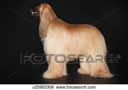 Stock Photo - Afghan hound standing profile. Fotosearch