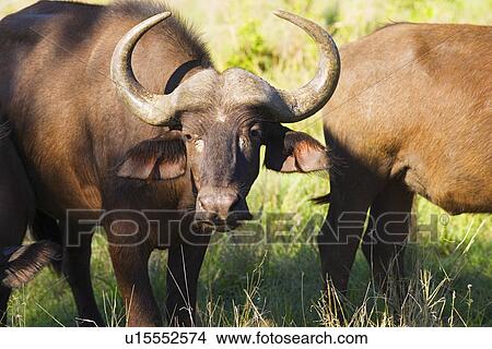 African buffaloes (Syncerus caffer) standing in field close-up View Large Photo Image Picture - African buffaloes (Syncerus caffer) standing in field close-up. Fotosearch