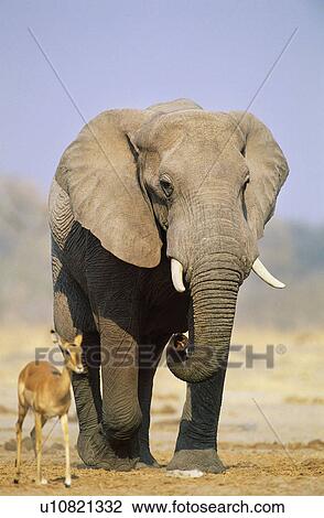 African Elephant (Loxodonta Africana) and Gazelle on savannah View Large Photo Image Stock Image - African Elephant (Loxodonta Africana) and Gazelle on savannah. Fotosearch