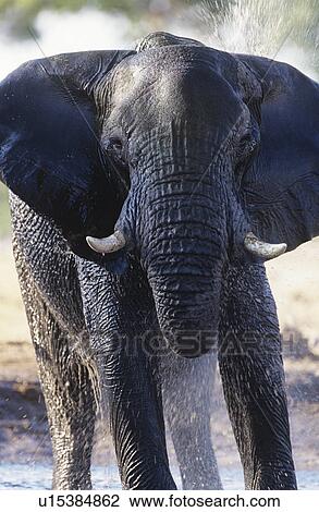 Stock Image - African Elephant (Loxodonta Africana) bathing at waterhole. Fotosearch