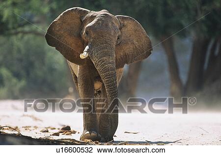 African Elephant (Loxodonta Africana) View Large Photo Image Stock Image - African Elephant (Loxodonta Africana). Fotosearch