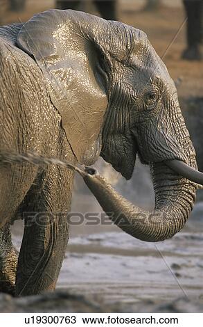 Stock Image - African Elephant (Loxodonta Africana) bathing at waterhole. Fotosearch