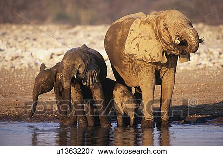 African Elephant (Loxodonta Africana) with three young at waterhole View Large Photo Image Stock Photo - African Elephant (Loxodonta Africana) with three young at waterhole. Fotosearch