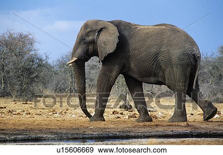 African Elephant (Loxodonta Africana) walking on savannah View Large Photo Image Stock Photo - African Elephant (Loxodonta Africana) walking on savannah. Fotosearch