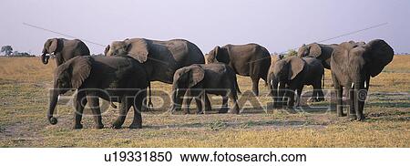 Stock Image - African Elephants (Loxodonta Africana) on savannah. Fotosearch