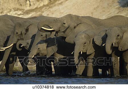 African Elephants (Loxodonta Africana) at waterhole View Large Photo Image Stock Photo - African Elephants (Loxodonta Africana) at waterhole. Fotosearch
