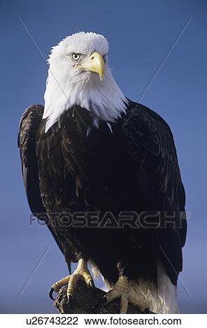 Stock Image - Alert Bald Eagle. Fotosearch