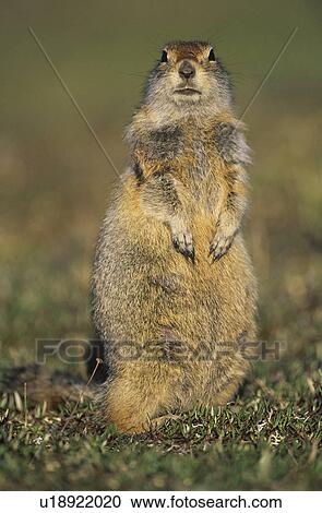Alert Ground Squirrel View Large Photo Image Stock Image - Alert Ground Squirrel. Fotosearch
