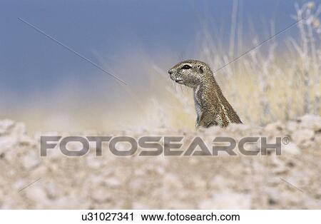 Stock Image - Alert Ground Squirrel. Fotosearch