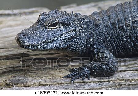 Stock Image - Alligator close-up. Fotosearch