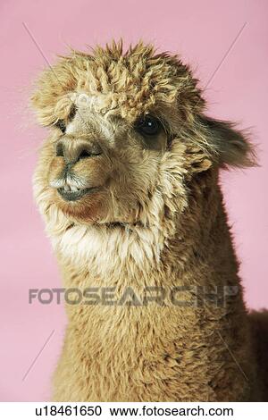 Stock Image - Alpaca on pink background close-up of head. Fotosearch