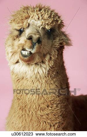 Alpaca on pink background close-up of head View Large Photo Image Stock Image - Alpaca on pink background close-up of head. Fotosearch