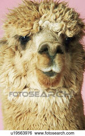 Stock Photograph - Alpaca on pink background close-up of head front view. Fotosearch