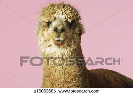 Stock Photography - Alpaca on pink background close-up of head front view. Fotosearch