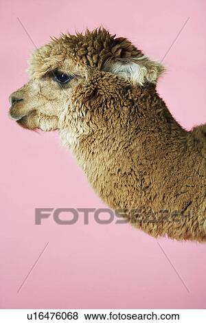 Alpaca on pink background side view of head View Large Photo Image Stock Photo - Alpaca on pink background side view of head. Fotosearch