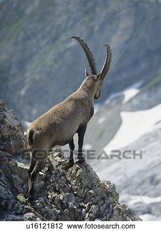 Alpine ibex male looking into valley View Large Photo Image Stock Image - Alpine ibex male looking into valley. Fotosearch