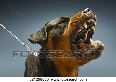 Angry Rottweiler on blue background View Large Photo Image Stock Photograph - Angry Rottweiler on blue background. Fotosearch