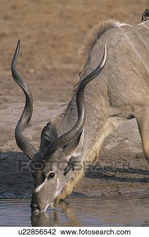 Antelope drinking from pond View Large Photo Image Stock Image - Antelope drinking from pond. Fotosearch