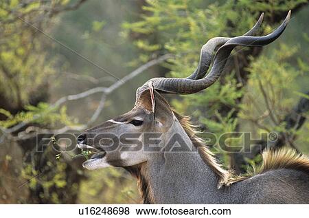 Antelope feeding from trees View Large Photo Image Stock Photo - Antelope feeding from trees. Fotosearch
