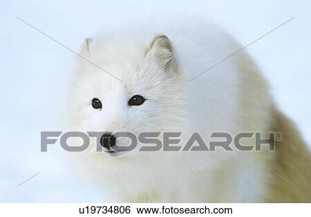 Arctic Fox in snow close-up View Large Photo Image Stock Photograph - Arctic Fox in snow close-up. Fotosearch