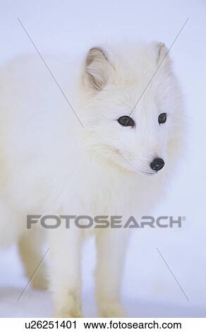 Arctic Fox in snow View Large Photo Image Stock Image - Arctic Fox in snow. Fotosearch