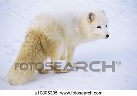 Stock Photography - Arctic Fox in snow. Fotosearch