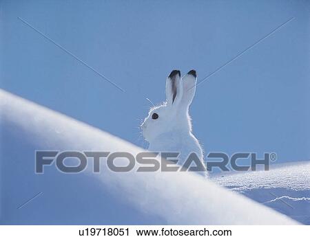 Stock Image - Arctic hare. Fotosearch