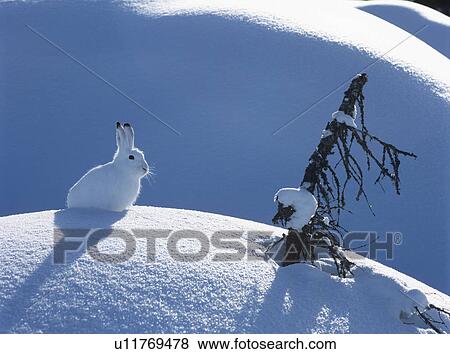 Arctic hare View Large Photo Image Stock Photo - Arctic hare. Fotosearch
