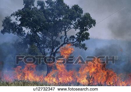 Australia Bush fire View Large Photo Image Stock Photo - Australia Bush fire. Fotosearch