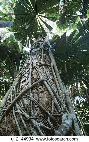 Australia Queensland Fan palms in rainforest View Large Photo Image Picture - Australia Queensland Fan palms in rainforest. Fotosearch