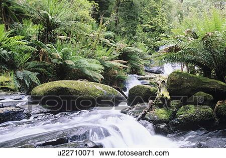 Stock Image - Australia Queensland stream in rainforest. Fotosearch