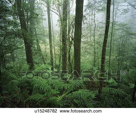 Stock Image - Australia trees in rainforest. Fotosearch