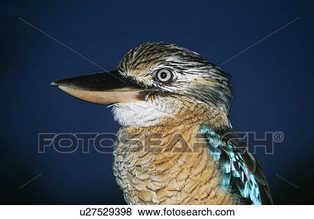 Stock Photo - Australian Blue winged Kookaburra close-up. Fotosearch